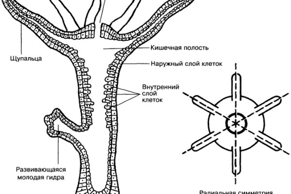 Сайт кракен через тор